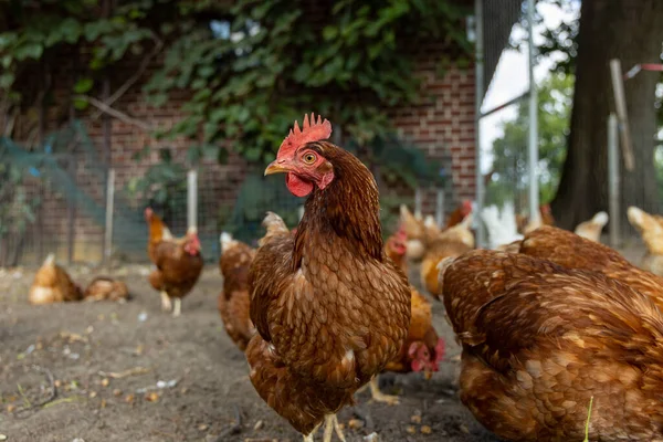 시골 농장에 있는 자유 로운 종류의 유기농 닭 , germany — 스톡 사진
