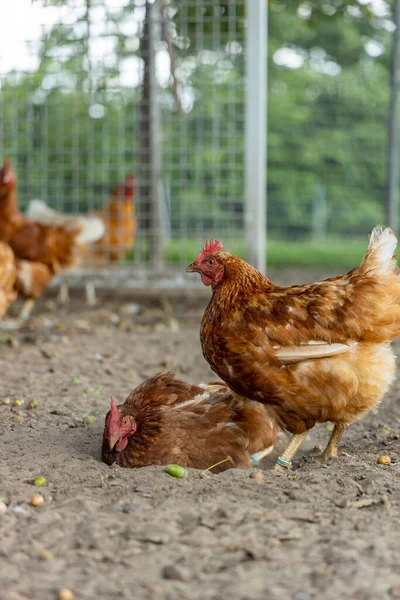 Toprakta yıkanan organik tavuklar. Bir çiftlikte kümes hayvanları, Almanya — Stok fotoğraf