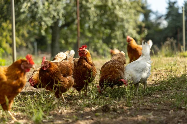 Pollos ecológicos de corral en una granja campestre, Alemania — Foto de Stock