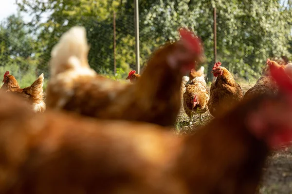 Almanya 'da bir çiftlikteki organik tavuk çiftliği — Stok fotoğraf