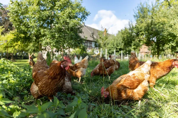 Aves de capoeira de frangos orgânicos em uma fazenda rural, alemanha Imagens Royalty-Free