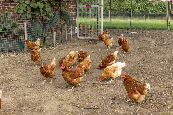 Aves de capoeira de frangos orgânicos em uma fazenda rural, alemanha Imagem De Stock