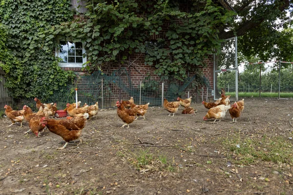Aves de capoeira de frangos orgânicos em uma fazenda rural, alemanha Fotografias De Stock Royalty-Free
