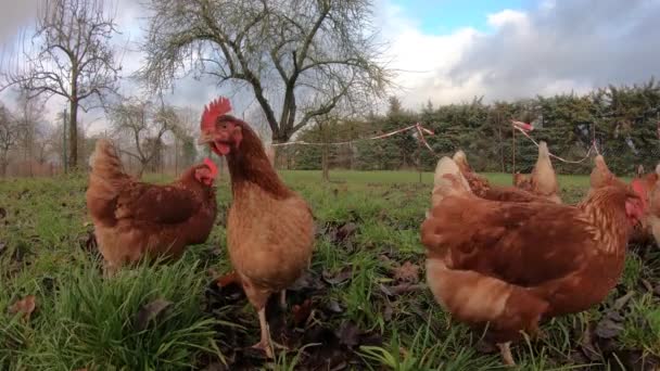 Szabadtartású ökológiai csirkék baromfi egy vidéki gazdaságban, Németországban — Stock videók