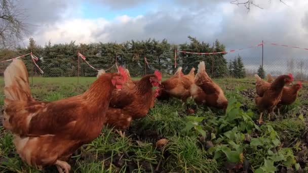 Szabadtartású ökológiai csirkék baromfi egy vidéki gazdaságban, Németországban — Stock videók