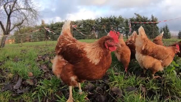 Pollos ecológicos de corral en una granja campestre, Alemania — Vídeo de stock