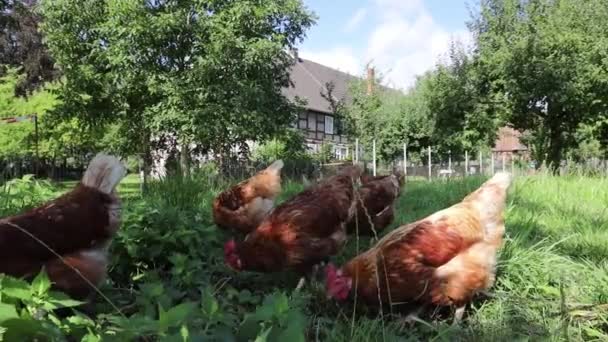 Aves de capoeira de frangos orgânicos em uma fazenda rural, alemanha — Vídeo de Stock