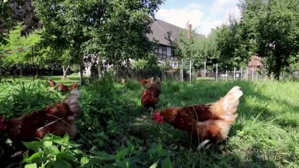 Aves de capoeira de frangos orgânicos em uma fazenda rural, alemanha — Vídeo de Stock