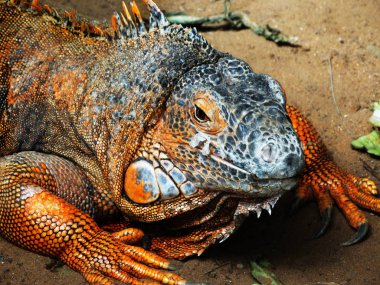 Büyük güzel parlak Iguana