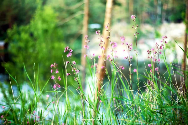 Весной Лесу Растут Розовые Цветочки Зеленая Трава Лиса Красивый Боке — стоковое фото