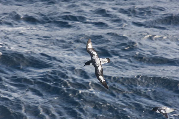 Ptak Leci Ponad Fale Antarktydzie — Zdjęcie stockowe