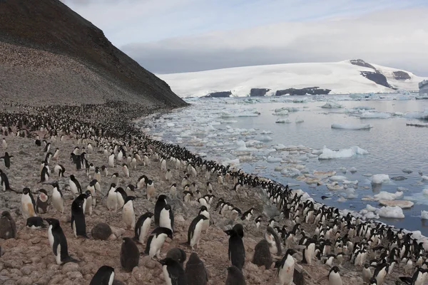 Paisaje Antártico Con Icebergs Día Claro Verano — Foto de Stock