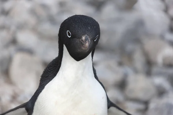 Adlie Penguen Güneşli Bir Gün Bir Buz Parçası Üzerinde Yalnız — Stok fotoğraf