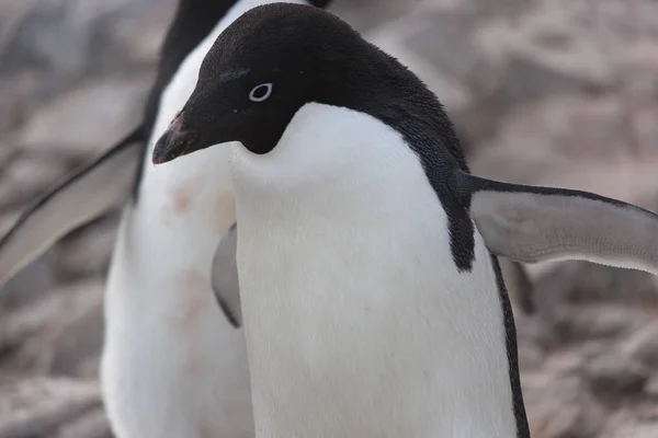 Adlie Penguin Antarctische Wateren Alleen Een Pakijs Een Zonnige Dag — Stockfoto
