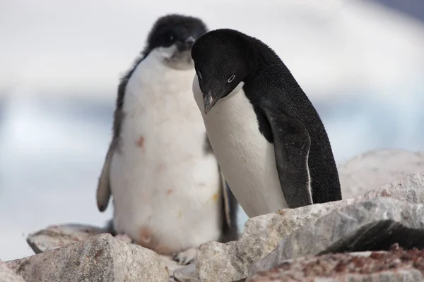 Adlie Penguin Antártida Solo Témpano Hielo Día Soleado —  Fotos de Stock