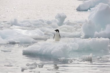 ADlie penguen güneşli bir gün bir buz parçası üzerinde yalnız Antarktika içinde
