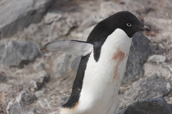 Adlie Penguin Antarctische Wateren Alleen Een Pakijs Een Zonnige Dag — Stockfoto