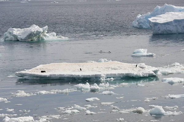 Adlie Groupe Pingouins Sur Iceberg Par Une Journée Ensoleillée — Photo