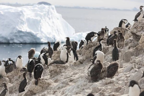 Antarktida Groupe Loons Close — Stock fotografie