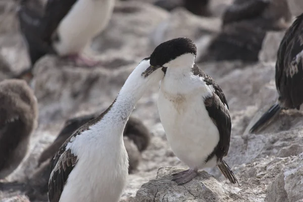 Antarctica Gagar Feeds Zijn Chick Close — Stockfoto