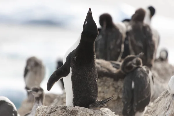 Adlie Penguin Antártida Sozinha Bloco Gelo Dia Ensolarado — Fotografia de Stock