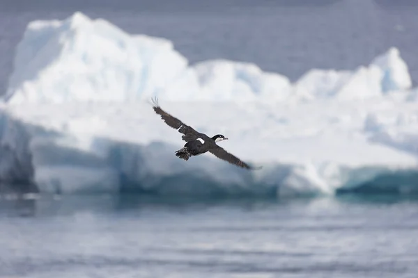 Pinguim Voador Loon Fim Antártida — Fotografia de Stock