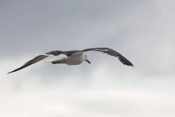 Antarktis Seagull Flykten — Stockfoto