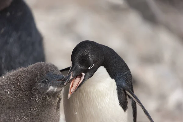 Adlie Penguin Dans Antarctique Seul Sur Floe Glace Par Une — Photo