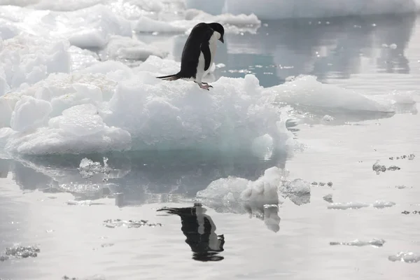 Adlie Penguin Antártida Sozinha Bloco Gelo Dia Ensolarado — Fotografia de Stock