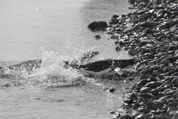 晴れた日に流氷に単独で南極の Adlie ペンギン — ストック写真