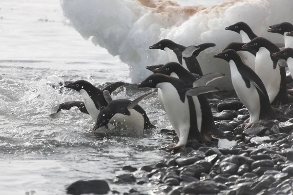Adlie Penguin Antártida Solo Témpano Hielo Día Soleado — Foto de Stock