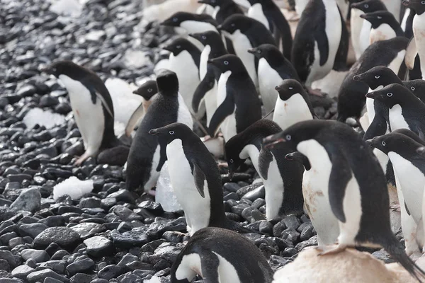 Adlie Tučňáků Antarktidě Sám Ledové Kře Slunečného Dne — Stock fotografie