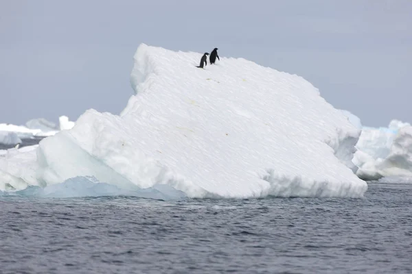 Adlie Groupe Pingouins Sur Iceberg Par Une Journée Ensoleillée — Photo