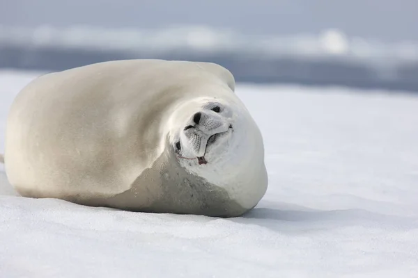 Antártida Foca Cangrejo Descansando Sobre Hielo Día Soleado Cerca — Foto de Stock