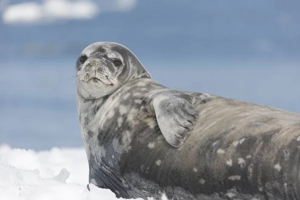 Antártida Foca Cangrejo Descansando Sobre Hielo Día Soleado Cerca — Foto de Stock