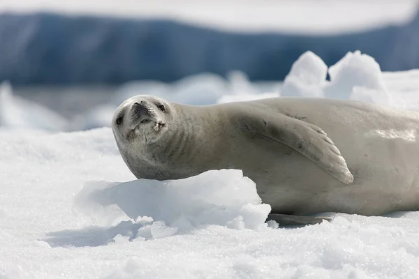 Antarktis Krabbenrobbe Ruht Einem Sonnigen Tag Auf Eis Aus Nächster — Stockfoto