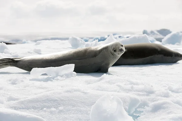 Антарктика Крабовый Тюлень Отдыхает Льду Солнечный День — стоковое фото