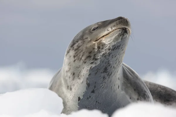 Антарктический Морской Леопард Льдине Крупным Планом Солнечный День — стоковое фото