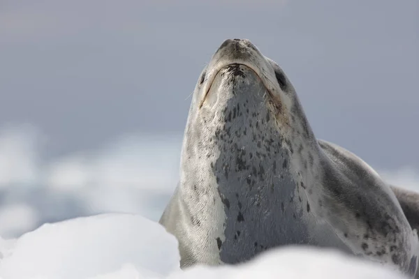 Антарктический Морской Леопард Льдине Крупным Планом Солнечный День — стоковое фото
