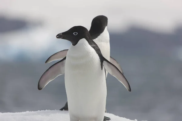 Grupo Antártico Pinguins Adlie Close Dia Nublado Primavera — Fotografia de Stock