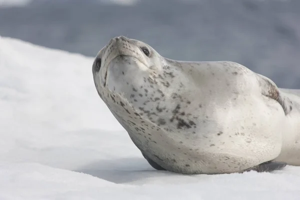 Antarktis Seeleopard Auf Einer Eisscholle Nahaufnahme Einem Sonnigen Tag — Stockfoto