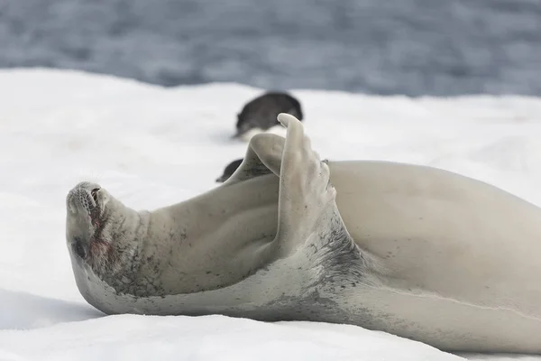 Antarktis Seeleopard Auf Einer Eisscholle Nahaufnahme Einem Sonnigen Tag — Stockfoto
