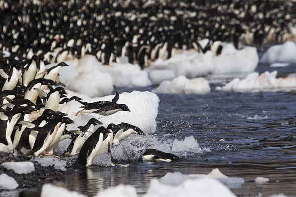 Grupo Antártico Pingüinos Adlie Cerca Día Nublado Primavera — Foto de Stock