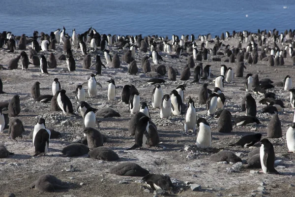 Colonia Antártica Pingüinos Reales Día Soleado — Foto de Stock