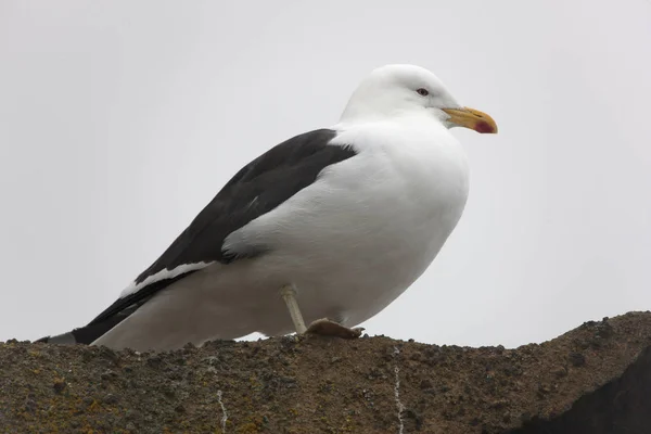 Gran Primer Plano Gaviota Antártica —  Fotos de Stock