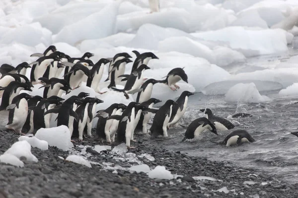 Антарктическая Группа Пингвинов Адли Крупным Планом Облачный Весенний День — стоковое фото