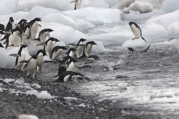 Adlie Penguenler Yakın Çekim Bir Bulutlu Bahar Günde Gurup Antarktika — Stok fotoğraf