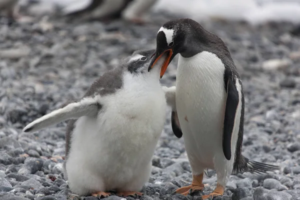 Antarctica Cub Subantarctic Penguin Close Alimentation — Photo