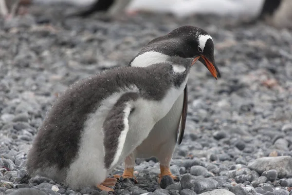 Antarctica Cub Van Close Subantarctische Pinguïn Voeding — Stockfoto