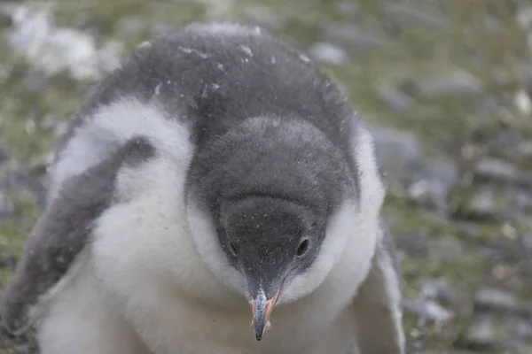 亜南極ペンギンのクローズ アップの南極カブ — ストック写真